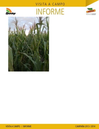 Agrotestigo-Maiz DEKALB-Campaña 1314-Informe Floracion-CALCAGNI GERARDO JOSE-Nº 91