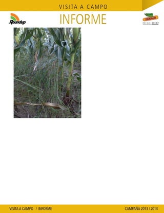 Agrotestigo-Maiz DEKALB-Campaña 1314-Informe Floracion-CALCAGNI GERARDO JOSE-Nº 91