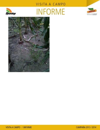 Agrotestigo-Maiz DEKALB-Campaña 1314-Informe Floracion-CALCAGNI GERARDO JOSE-Nº 91