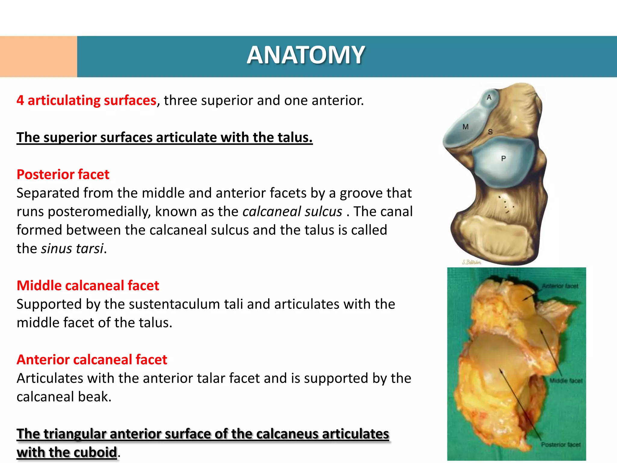 ANATOMY
4 articulating surfaces, three superior and one anterior.

The superior surfaces articulate with the talus.

Posterior facet
Separated from the middle and anterior facets by a groove that
runs posteromedially, known as the calcaneal sulcus . The canal
formed between the calcaneal sulcus and the talus is called
the sinus tarsi.

Middle calcaneal facet
Supported by the sustentaculum tali and articulates with the
middle facet of the talus.

Anterior calcaneal facet
Articulates with the anterior talar facet and is supported by the
calcaneal beak.

The triangular anterior surface of the calcaneus articulates
with the cuboid.
 
