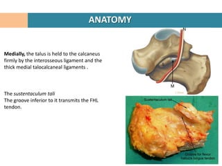 ANATOMY


Medially, the talus is held to the calcaneus
firmly by the interosseous ligament and the
thick medial talocalcaneal ligaments .



The sustentaculum tali
The groove inferior to it transmits the FHL
tendon.
 