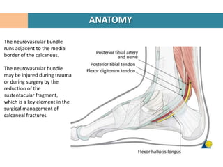 ANATOMY

The neurovascular bundle
runs adjacent to the medial
border of the calcaneus.

The neurovascular bundle
may be injured during trauma
or during surgery by the
reduction of the
sustentacular fragment,
which is a key element in the
surgical management of
calcaneal fractures
 