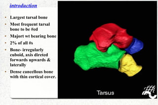 introduction
● Largest tarsal bone
● Most frequent tarsal
bone to be #ed
● Majort wt bearing bone
● 2% of all #s
● Bone- irregularly
cuboid, axis direted
forwards upwards &
laterally
● Dense cancellous bone
with thin cortical cover.
 