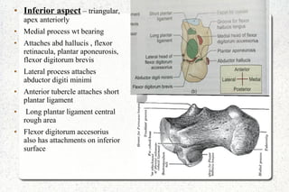 ● Inferior aspect – triangular,
apex anteriorly
● Medial process wt bearing
● Attaches abd hallucis , flexor
retinacula, plantar aponeurosis,
flexor digitorum brevis
● Lateral process attaches
abductor digiti minimi
● Anterior tubercle attaches short
plantar ligament
● Long plantar ligament central
rough area
● Flexor digitorum accesorius
also has attachments on inferior
surface
 