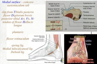 Medial surface – concave
sustentaculum tali
slip from Tibialis posterio
flexor Digitorum brevis
posterior tibial Art, Vn, Nr
tendon of flexor Hallucis
longus
plantaris
flexor retinaculum
spring lig.
Medial talocalcaneal lig.
Deltoid lig.
 