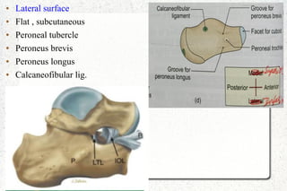 ● Lateral surface
● Flat , subcutaneous
● Peroneal tubercle
● Peroneus brevis
● Peroneus longus
● Calcaneofibular lig.
 