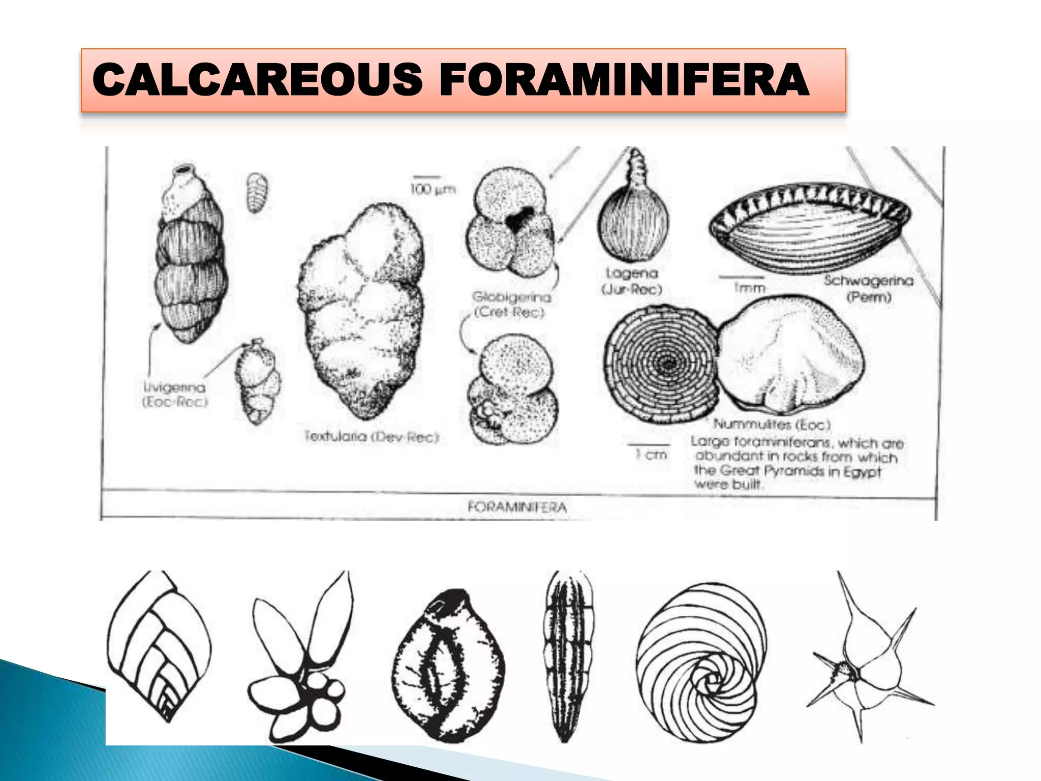 CALCAREOUS FORAMINIFERA
 