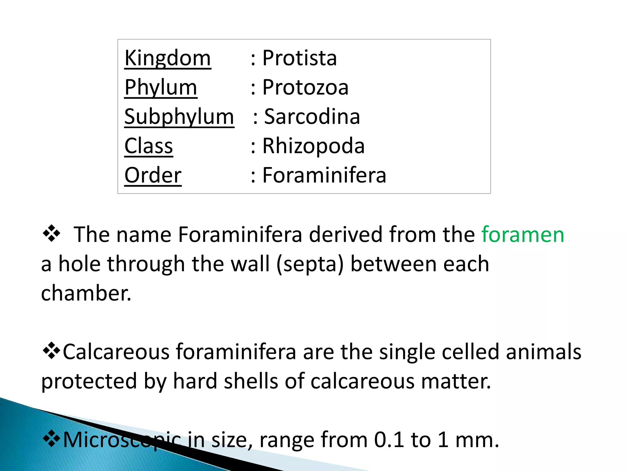 Kingdom : Protista
Phylum : Protozoa
Subphylum : Sarcodina
Class : Rhizopoda
Order : Foraminifera
 The name Foraminifera derived from the foramen
a hole through the wall (septa) between each
chamber.
Calcareous foraminifera are the single celled animals
protected by hard shells of calcareous matter.
Microscopic in size, range from 0.1 to 1 mm.
 