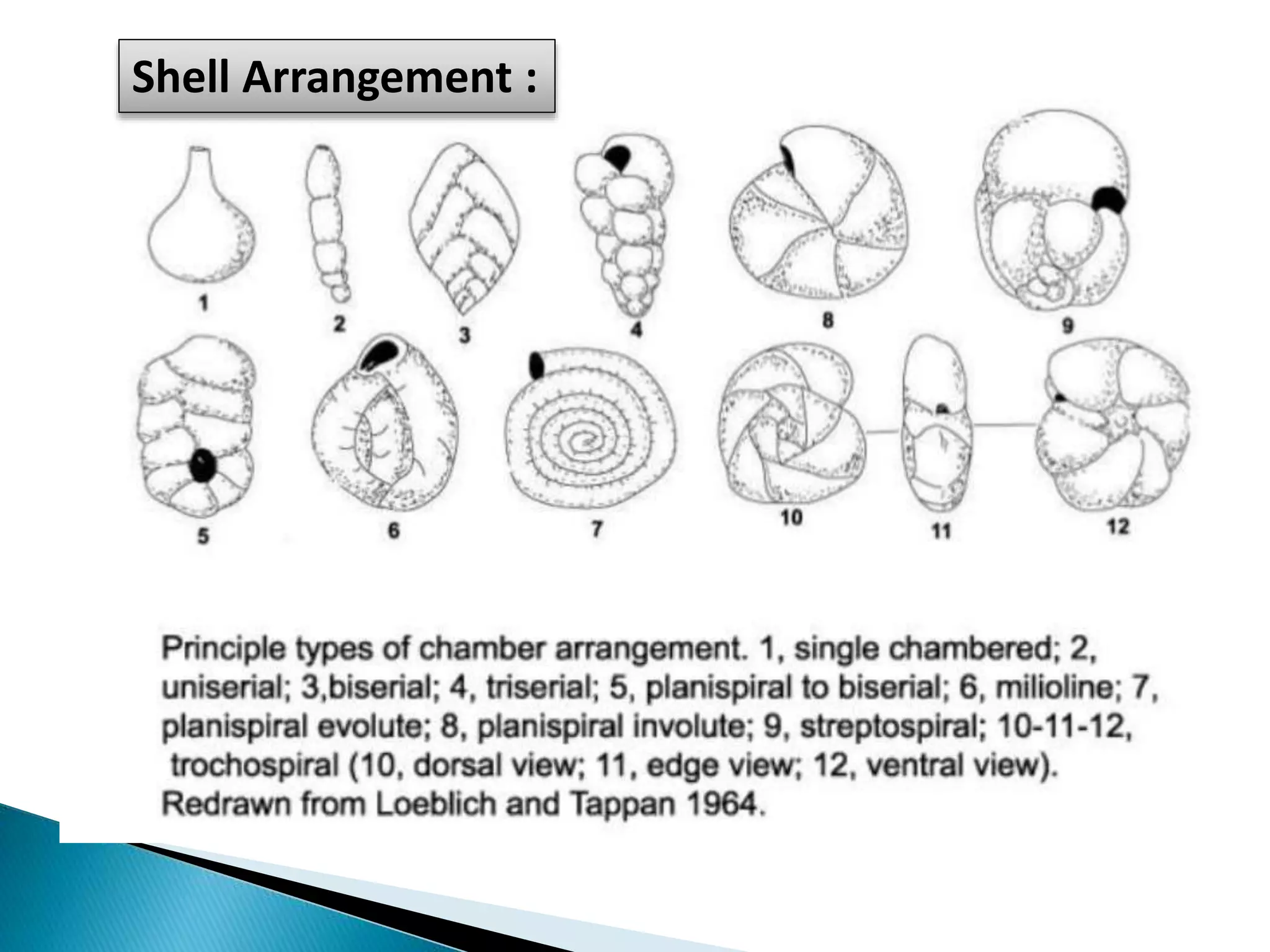 Shell Arrangement :
 