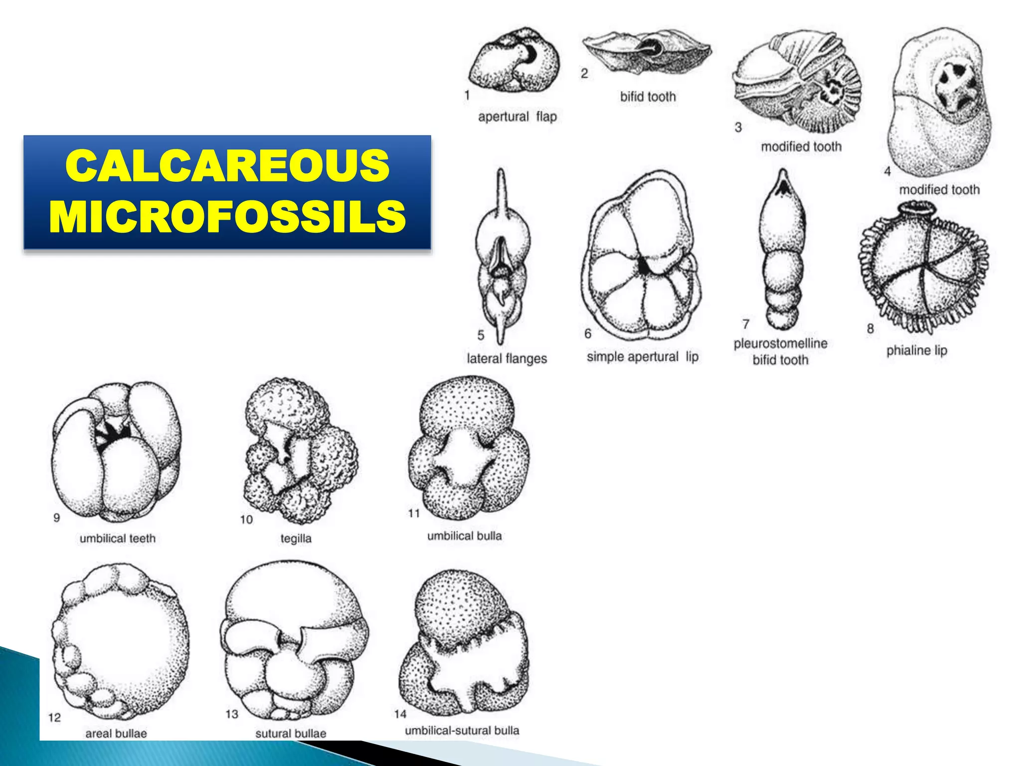 CALCAREOUS
MICROFOSSILS
 