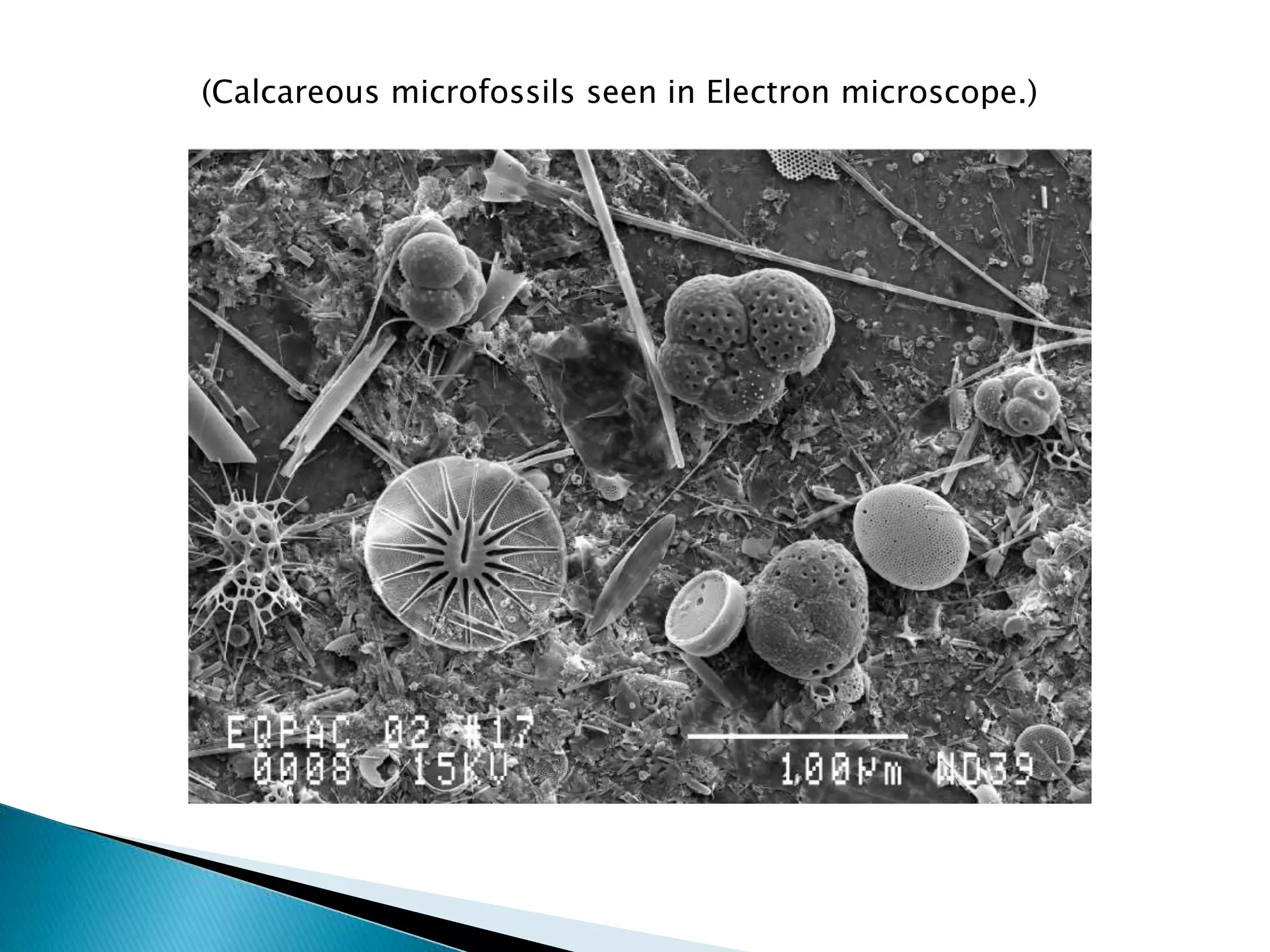 (Calcareous microfossils seen in Electron microscope.)
 