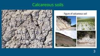 Calcareous Rocks Carbonaceous Rocks Calcareous soils ppt1.pptxgftrdtfaytydrt | PPTX