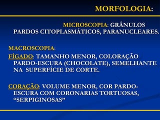 MORFOLOGIA :     MICROSCOPIA :  GRÂNULOS PARDOS CITOPLASMÁTICOS, PARANUCLEARES. MACROSCOPIA :  FÍGADO :  TAMANHO MENOR, COLORAÇÃO PARDO-ESCURA (CHOCOLATE), SEMELHANTE NA  SUPERFÍCIE DE CORTE. CORAÇÃO :  VOLUME MENOR, COR PARDO-ESCURA COM CORONARIAS TORTUOSAS, “SERPIGINOSAS” 