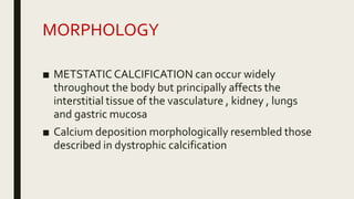 MORPHOLOGY
■ METSTATIC CALCIFICATION can occur widely
throughout the body but principally affects the
interstitial tissue of the vasculature , kidney , lungs
and gastric mucosa
■ Calcium deposition morphologically resembled those
described in dystrophic calcification
 