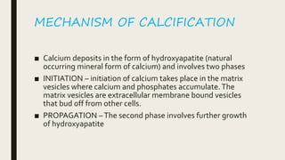 MECHANISM OF CALCIFICATION
■ Calcium deposits in the form of hydroxyapatite (natural
occurring mineral form of calcium) and involves two phases
■ INITIATION – initiation of calcium takes place in the matrix
vesicles where calcium and phosphates accumulate.The
matrix vesicles are extracellular membrane bound vesicles
that bud off from other cells.
■ PROPAGATION –The second phase involves further growth
of hydroxyapatite
 