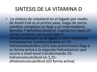SINTESIS DE LA VITAMINA D
• La síntesis de colesterol en el hígado por medio
  de Acetil CoA es el primer paso, luego de varios
  cambios complejos se llega a un intermediario
  llamado 7-dehidrocolesterol. Cuando los rayos UV
  tienen contacto con la piel este 7-
  dehidrocolesterol va al hígado y sufre la primera
  hidroxilaxcion transformándolo en 25-
  hidroxicolecalcifero (D2) esta prohormona llega a
  su forma activa a la segunda hidroxilaxcion que
  ocurre a nivel renal transformando 25-
  hidroxicolecalciferol en 1,25-
  dihidroxicolecalciferol (D3 forma activa)
 