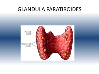 GLANDULA PARATIROIDES
 