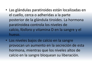 • Las glándulas paratiroides están localizadas en
  el cuello, cerca o adheridas a la parte
  posterior de la glándula tiroides. La hormona
  paratiroidea controla los niveles de
  calcio, fósforo y vitamina D en la sangre y el
  hueso.
• Los niveles bajos de calcio en la sangre
  provocan un aumento en la secreción de esta
  hormona, mientras que los niveles altos de
  calcio en la sangre bloquean su liberación.
 