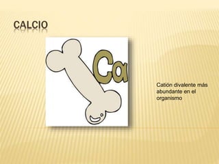 CALCIO 
Catión divalente más 
abundante en el 
organismo 
 