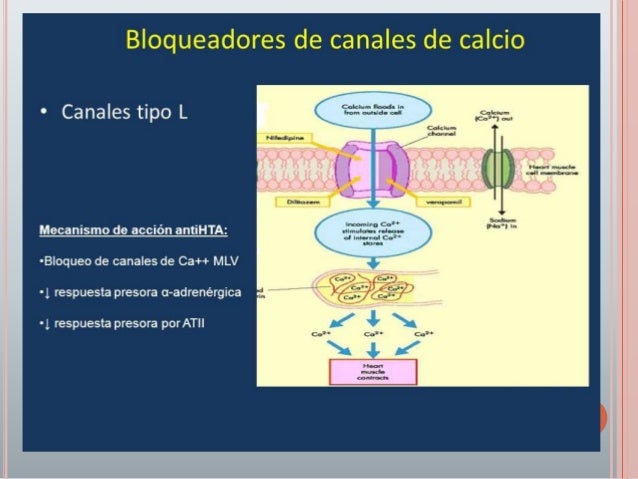 Antagonistas De Los Canales De Calcio