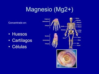 Magnesio (Mg2+)
• Huesos
• Cartílagos
• Células
Concentrado en:
 