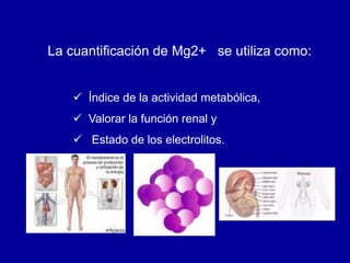 La cuantificación de Mg2+ se utiliza como:
 Índice de la actividad metabólica,
 Valorar la función renal y
 Estado de los electrolitos.
 