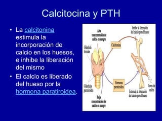 Calcitocina y PTH
• La calcitonina
estimula la
incorporación de
calcio en los huesos,
e inhibe la liberación
del mismo
• El calcio es liberado
del hueso por la
hormona paratiroidea.
 