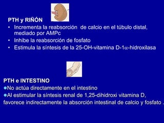 PTH y RIÑÓN
• Incrementa la reabsorción de calcio en el túbulo distal,
mediado por AMPc
• Inhibe la reabsorción de fosfato
• Estimula la síntesis de la 25-OH-vitamina D-1-hidroxilasa
PTH e INTESTINO
No actúa directamente en el intestino
Al estimular la síntesis renal de 1,25-dihidroxi vitamina D,
favorece indirectamente la absorción intestinal de calcio y fosfato .
 