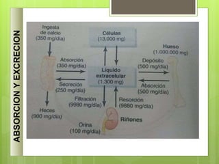ABSORCION
Y
EXCRECION
 