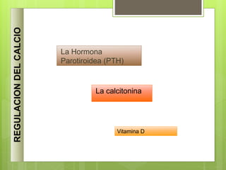 La calcitonina
REGULACION
DEL
CALCIO
La Hormona
Parotiroidea (PTH)
Vitamina D
 