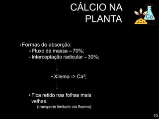 CÁLCIO NA
PLANTA
• Formas de absorção:
- Fluxo de massa – 70%;
- Interceptação radicular – 30%;
• Xilema -> Ca²;
• Fica retido nas folhas mais
velhas.
(transporte limitado via floema)
10
 
