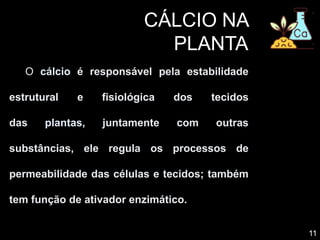 11
CÁLCIO NA
PLANTA
O cálcio é responsável pela estabilidade
estrutural e fisiológica dos tecidos
das plantas, juntamente com outras
substâncias, ele regula os processos de
permeabilidade das células e tecidos; também
tem função de ativador enzimático.
 