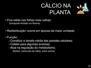 • Fica retido nas folhas mais velhas;
(transporte limitado via floema)
• Redistribuição: ocorre em épocas de maior umidade;
• Função:
- Constituir a lamela média das paredes celulares;
- Cofator para algumas enzimas;
- Atua na regulação do metabolismo.
(fosfato, carbonato de cálcio, entre outros)
12
CÁLCIO NA
PLANTA
 