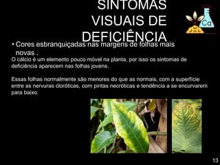SINTOMAS
VISUAIS DE
DEFICIÊNCIA
• Cores esbranquiçadas nas margens de folhas mais
novas .
13
O cálcio é um elemento pouco móvel na planta, por isso os sintomas de
deficiência aparecem nas folhas jovens.
Essas folhas normalmente são menores do que as normais, com a superfície
entre as nervuras cloróticas, com pintas necróticas e tendência a se encurvarem
para baixo.
 