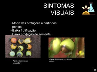 SINTOMAS
VISUAIS
• Morte das brotações a partir das
pontas;
• Baixa frutificação;
• Baixa produção de semente.
Fonte: Revista Globo Rural -
Globo
14
Fonte: Sistemas de
produção
 