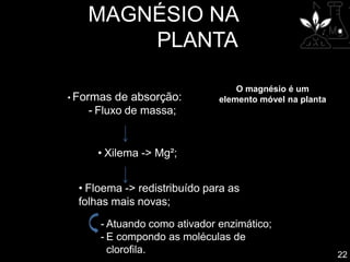 MAGNÉSIO NA
PLANTA
• Formas de absorção:
- Fluxo de massa;
• Xilema -> Mg²;
• Floema -> redistribuído para as
folhas mais novas;
- Atuando como ativador enzimático;
- E compondo as moléculas de
clorofila. 22
O magnésio é um
elemento móvel na planta
 