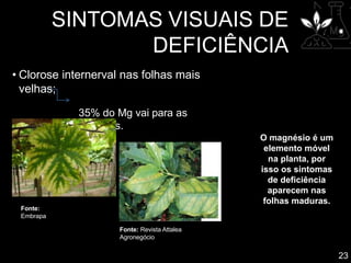 SINTOMAS VISUAIS DE
DEFICIÊNCIA
• Clorose internerval nas folhas mais
velhas;
35% do Mg vai para as
clorofilas.
Fonte:
Embrapa
Fonte: Revista Attalea
Agronegócio
23
O magnésio é um
elemento móvel
na planta, por
isso os sintomas
de deficiência
aparecem nas
folhas maduras.
 