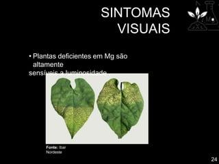 SINTOMAS
VISUAIS
24
• Plantas deficientes em Mg são
altamente
sensíveis a luminosidade .
Fonte: Ibar
Nordeste
 
