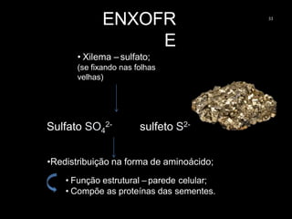 ENXOFR
E
33
• Xilema – sulfato;
(se fixando nas folhas
velhas)
Sulfato SO4
2- sulfeto S2-
•Redistribuição na forma de aminoácido;
• Função estrutural – parede celular;
• Compõe as proteínas das sementes.
 