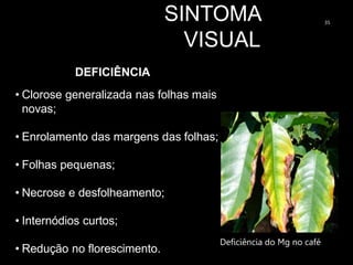 SINTOMA
VISUAL
35
DEFICIÊNCIA
• Clorose generalizada nas folhas mais
novas;
• Enrolamento das margens das folhas;
• Folhas pequenas;
• Necrose e desfolheamento;
• Internódios curtos;
• Redução no florescimento.
Deficiência do Mg no café
 