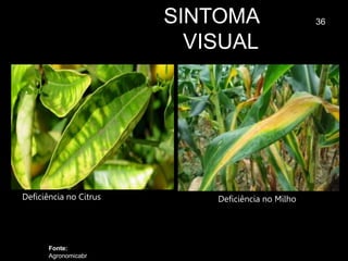 SINTOMA
VISUAL
36
Fonte:
Agronomicabr
Deficiência no Citrus Deficiência no Milho
 
