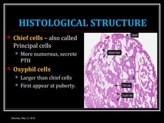 Chief Cells Structural CALCITROPIC HORMONES | PPT