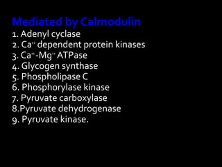 Mediated by Calmodulin
1. Adenyl cyclase
2. Ca++
dependent protein kinases
3. Ca++
-Mg++
ATPase
4. Glycogen synthase
5. Phospholipase C
6. Phosphorylase kinase
7. Pyruvate carboxylase
8.Pyruvate dehydrogenase
9. Pyruvate kinase.
 