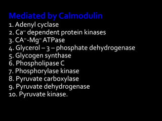 Mediated by Calmodulin
1. Adenyl cyclase
2. Ca++
dependent protein kinases
3. CA++
-Mg++
ATPase
4. Glycerol – 3 – phosphate dehydrogenase
5. Glycogen synthase
6. Phospholipase C
7. Phosphorylase kinase
8. Pyruvate carboxylase
9. Pyruvate dehydrogenase
10. Pyruvate kinase.
 