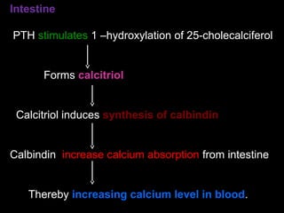 Intestine
PTH stimulates 1 –hydroxylation of 25-cholecalciferol
Forms calcitriol
Calcitriol induces synthesis of calbindin
Calbindin increase calcium absorption from intestine
Thereby increasing calcium level in blood.
 