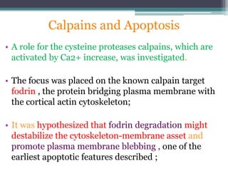 Calciphan Function Calcium | PPTX