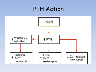 Pth Calcium Algorithm Calcium | PPTX
