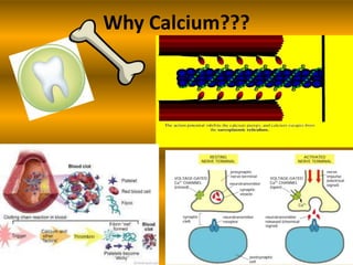Calcium | PPTX