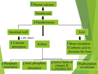 Calcium | PPTX