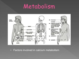 • Factors involved in calcium metabolism
13
 